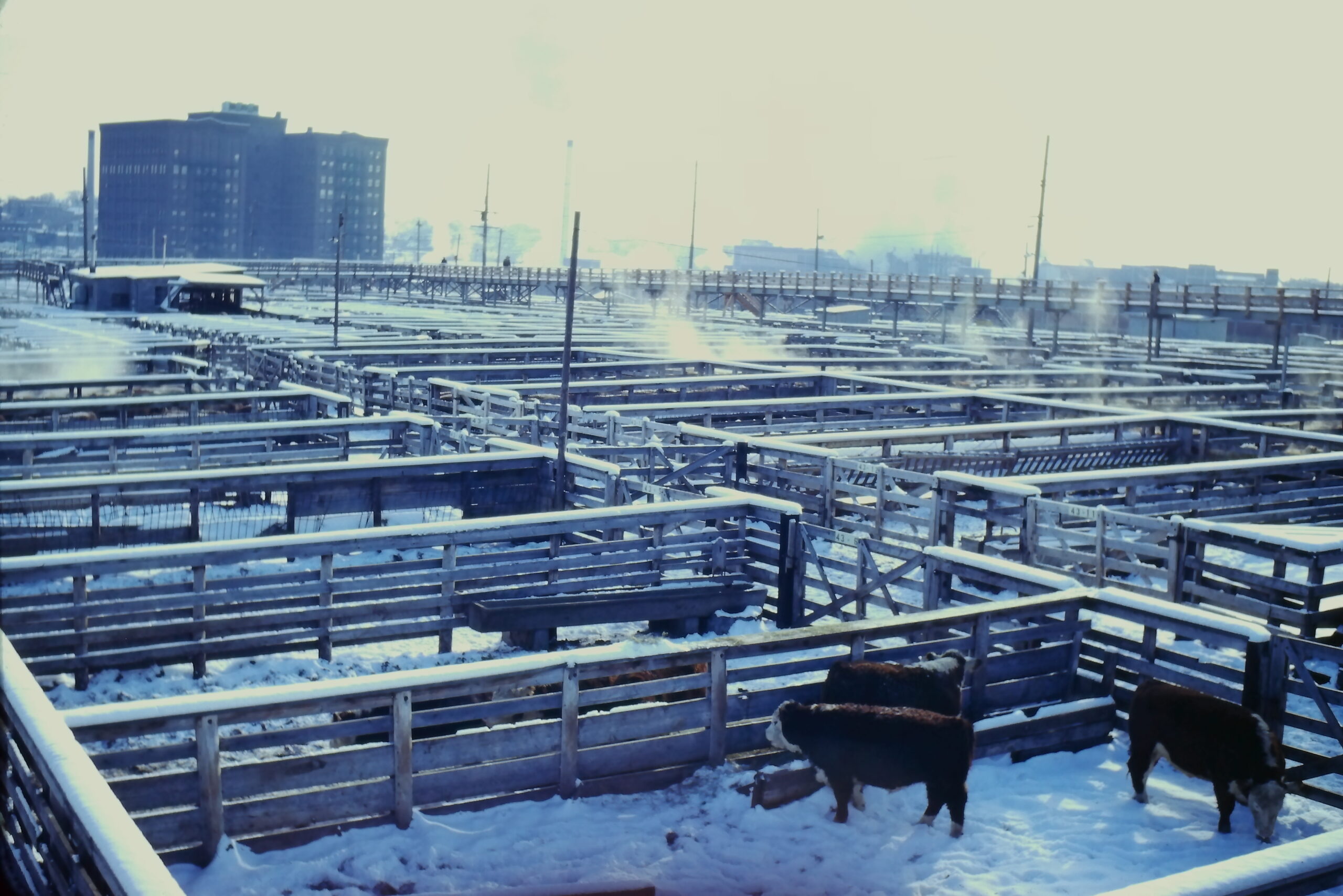 Union Stockyards, Omaha, 1968