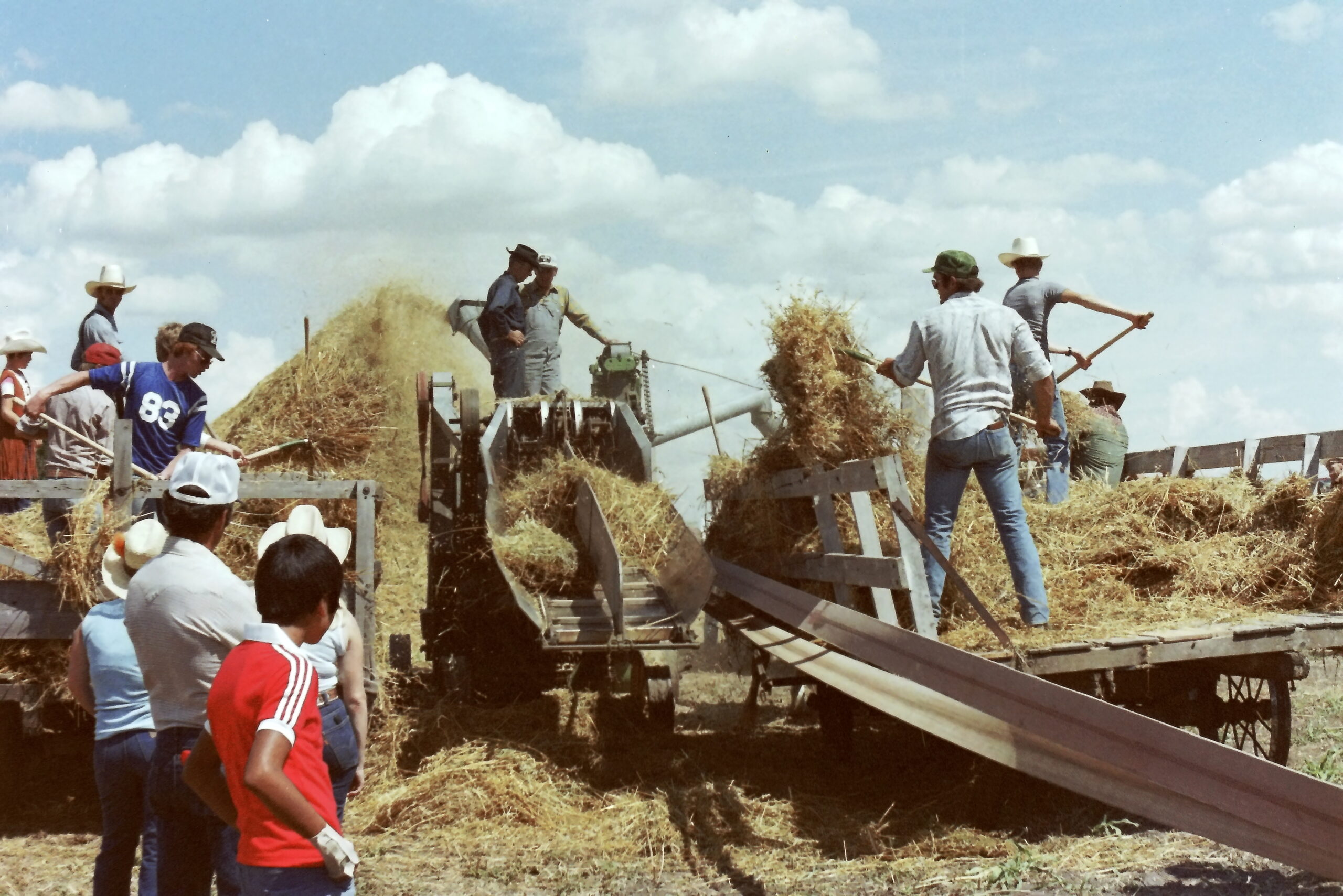 Threshing grain with antique equipment, Lakeview threshing bee, 1980