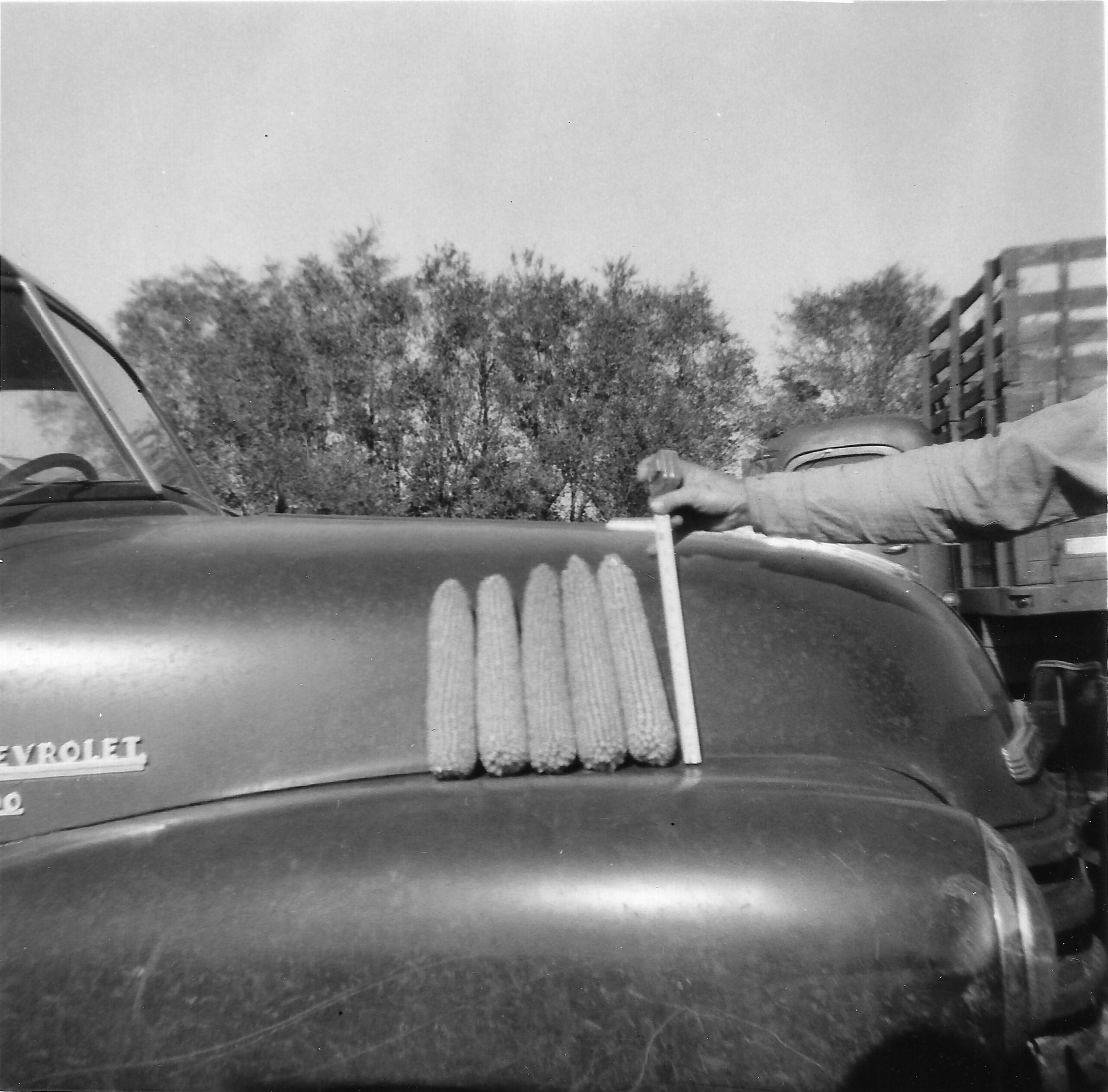 Long ears of corn, Todd County, South Dakota, 1958