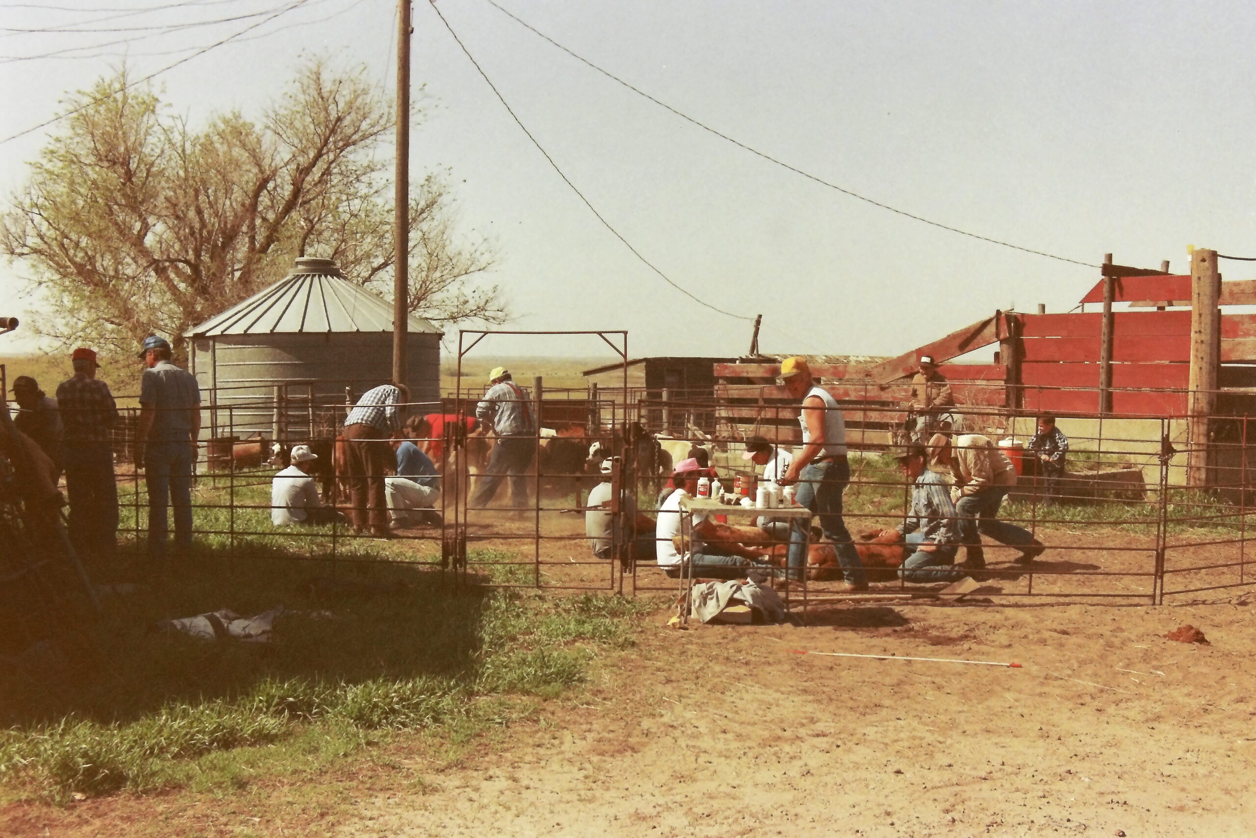 Branding at the home place, Todd County, SD, 1992