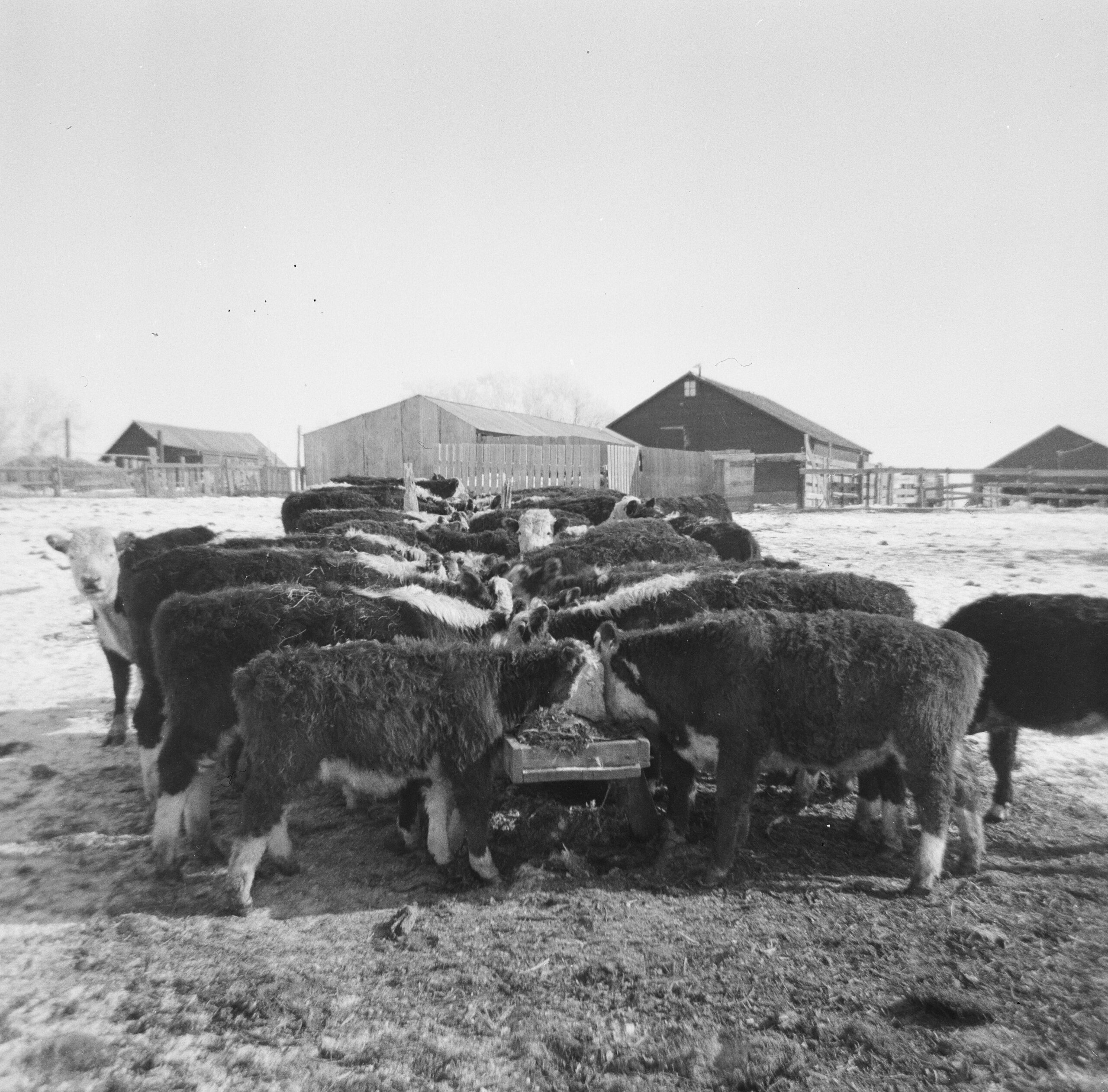 Cattle feeding at the home place in winter or spring, Todd County, SD, early 1960s